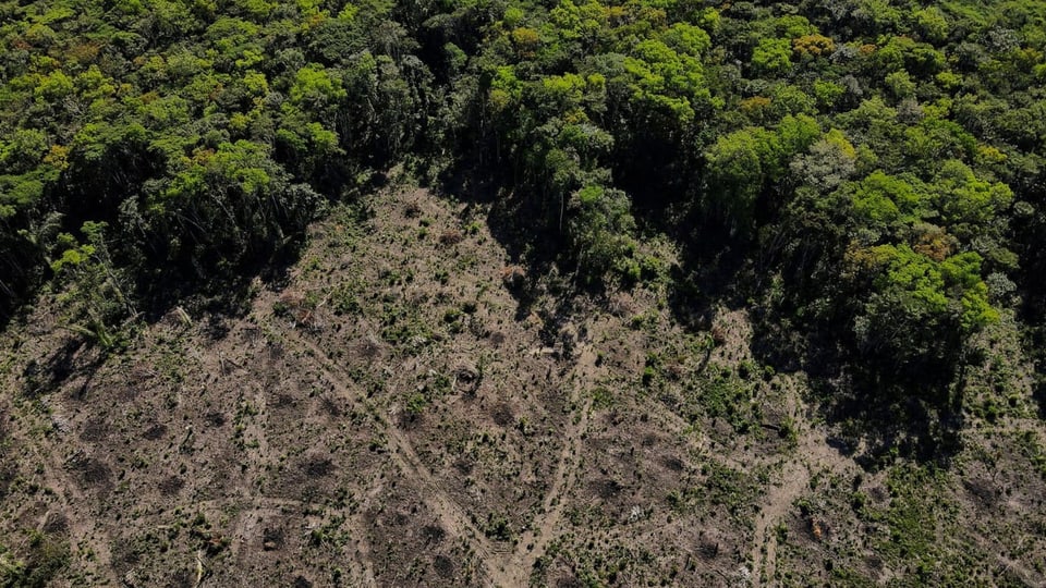 Ina part dal guaud tropic a Manaus (BR) ch'è vegnì runcà.