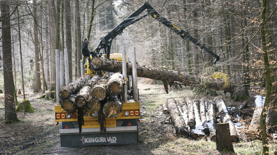 Holzernte Schweizer Wald.
