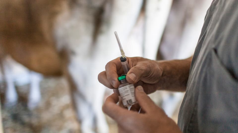 In veterinari prepara in'injecziun d'antibiotica en in uigl.
