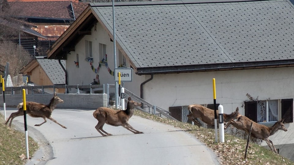 Tschiervs che traversan ina via.