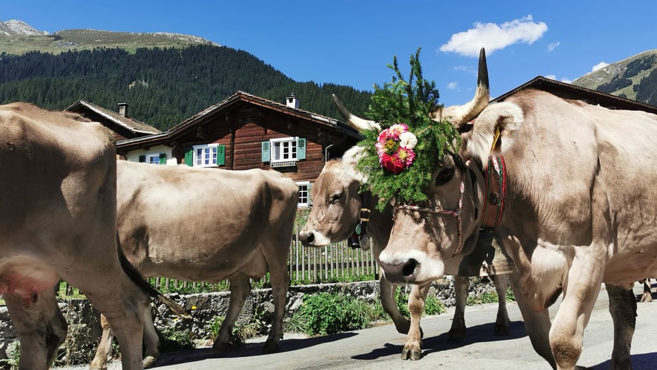 Kühe laufen durchs Dorf 