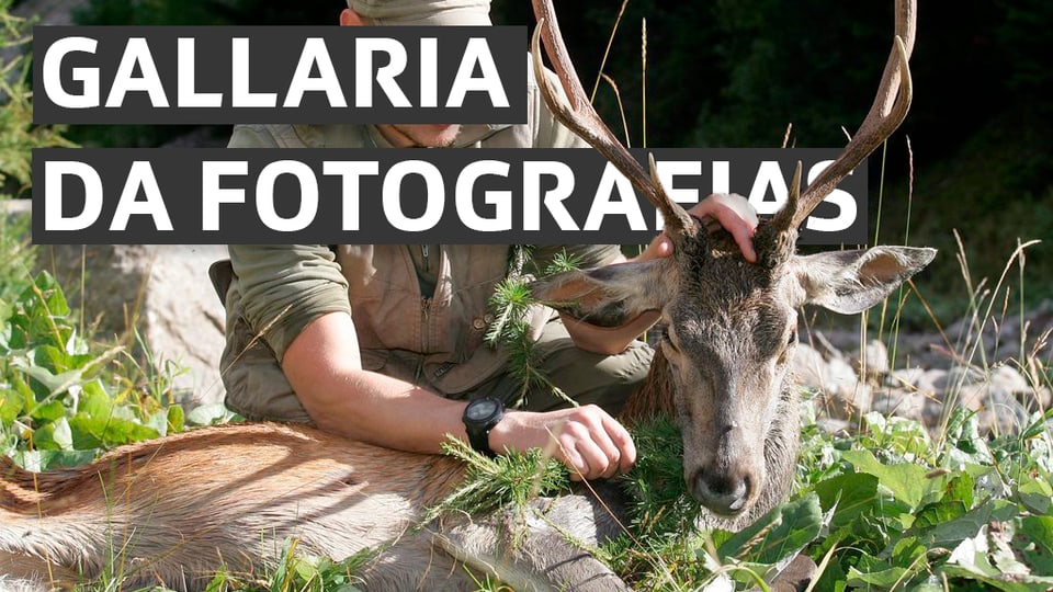 In tschierv sco preda. In um vestgi da chatschadur plitost modern sa pusa sur el. El tegn il maun sil tgau dal tschierv.