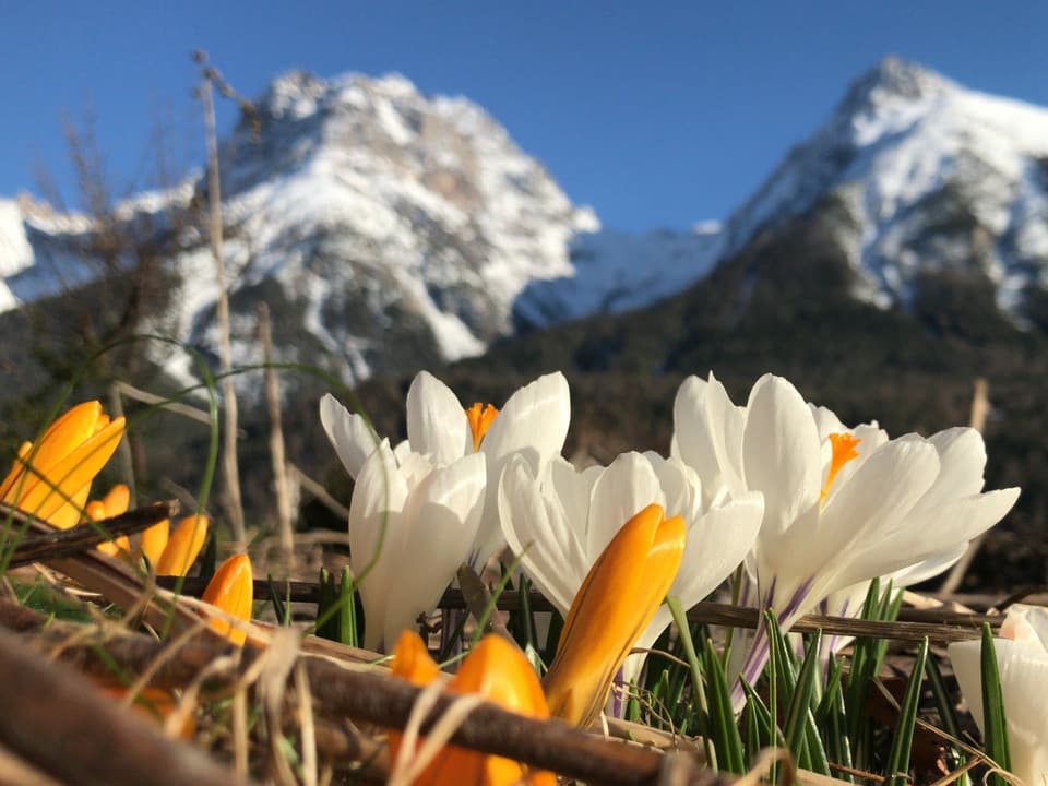 violas e muntognas