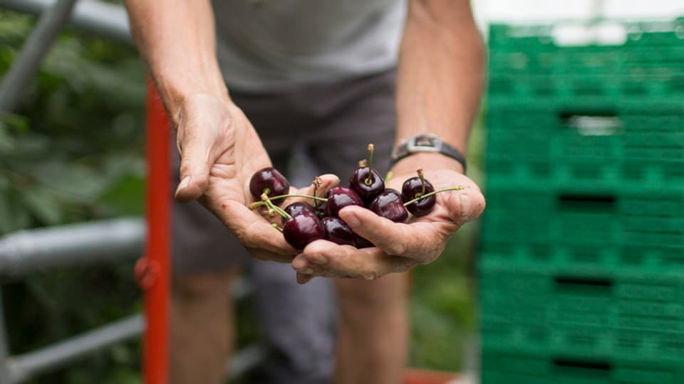 Ils purs svizzers duain cultivar il terren cun quità e producir las victualias ecologicamain.