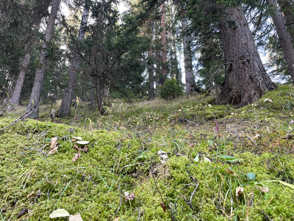 Wald mit Moos, Pilzen und Bäumen