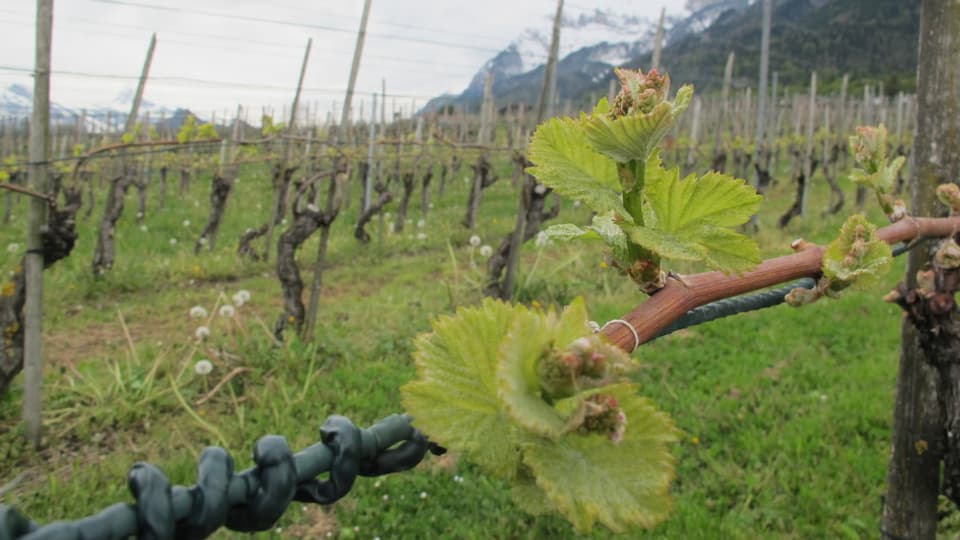 Vigna el Signuradi. 