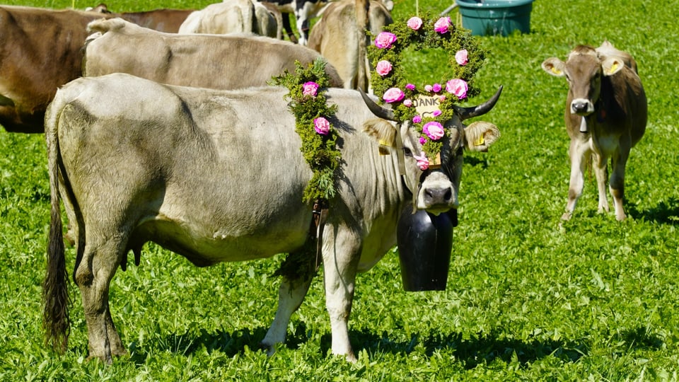 Kuh mit Blumenschmuck 