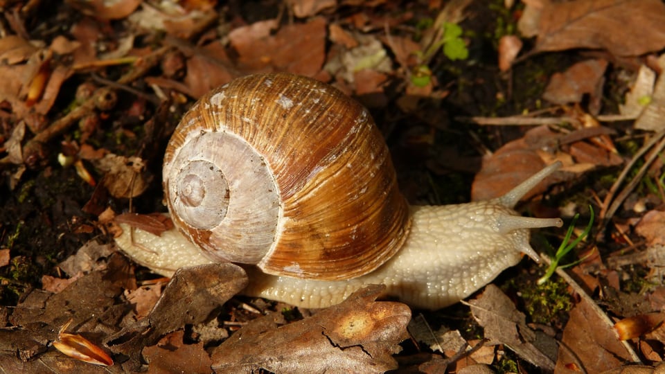 lindorna