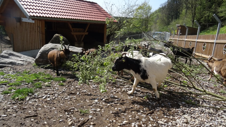 Las chauras èn ils emprims animals ch’ins vesa en il zoo da Doppelmayr/Garaventa.