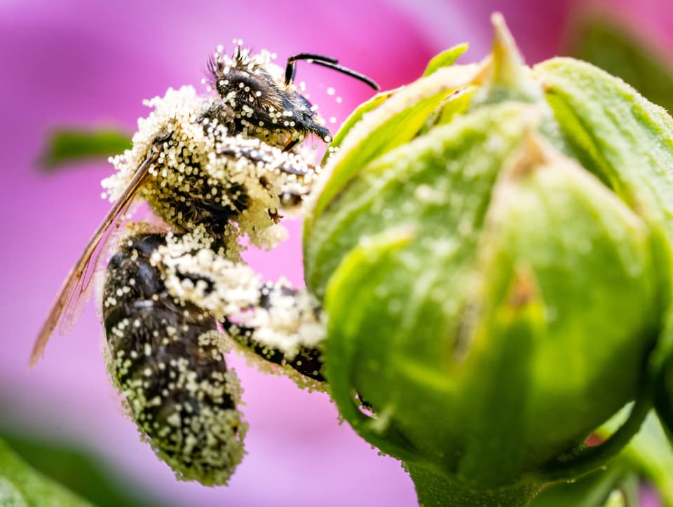 Bienen mit Pollen auf einer Blume