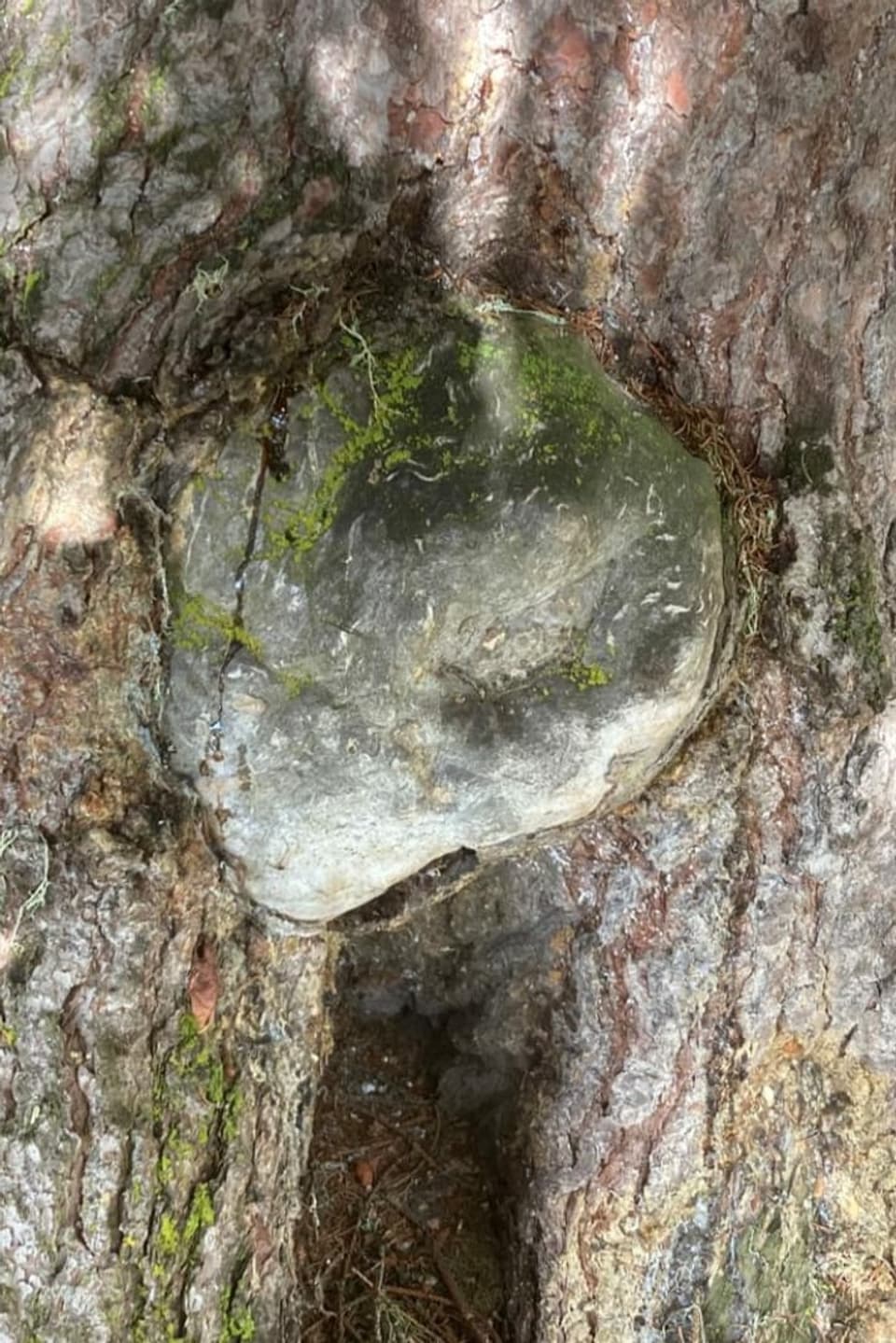 Stein in Baum
