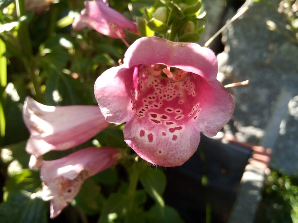 Bransinas da Gladiola.