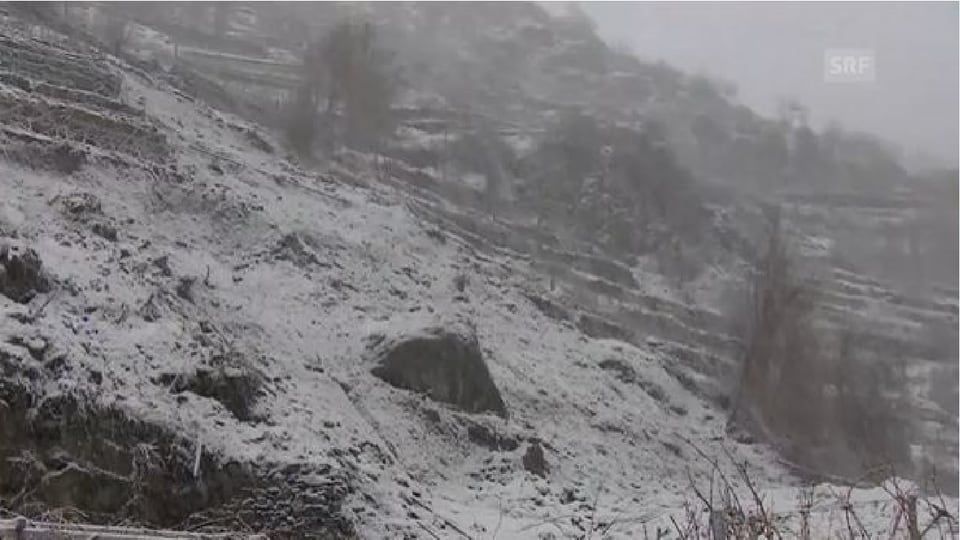 Purtret d'ina spunda ed ina bova ch'è ida giu a mez. 