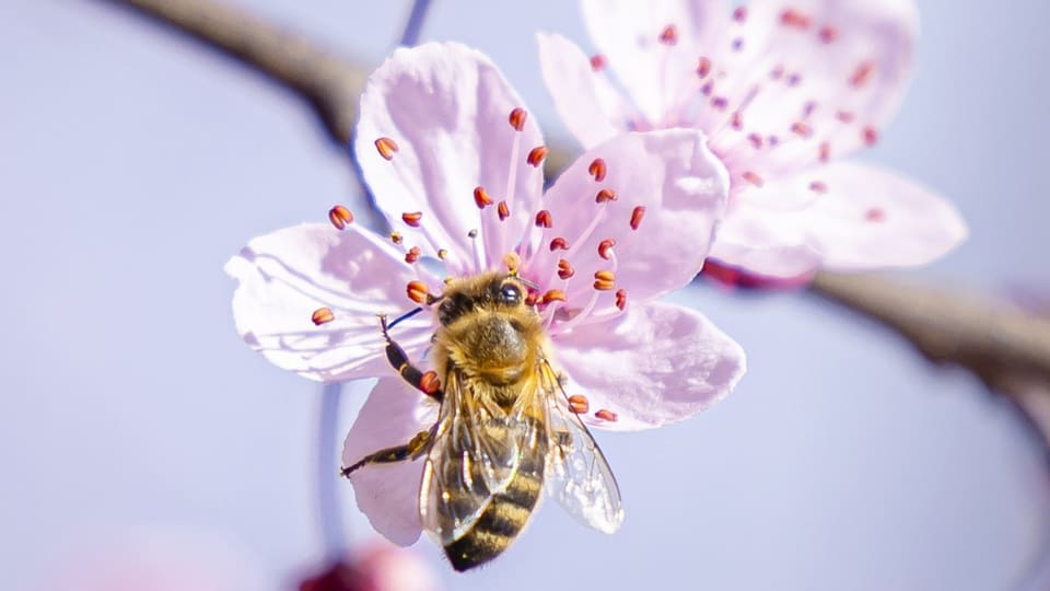 Der Frühling beginnt und die Biene bestäubt eine Blüte vom Kirschbaum.