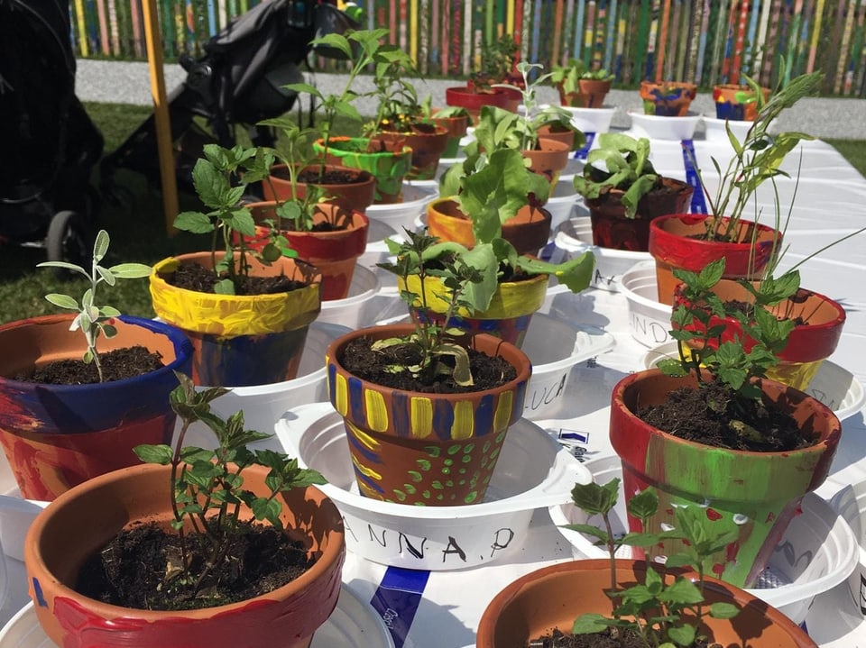 Cups colurads cun en plantinas.