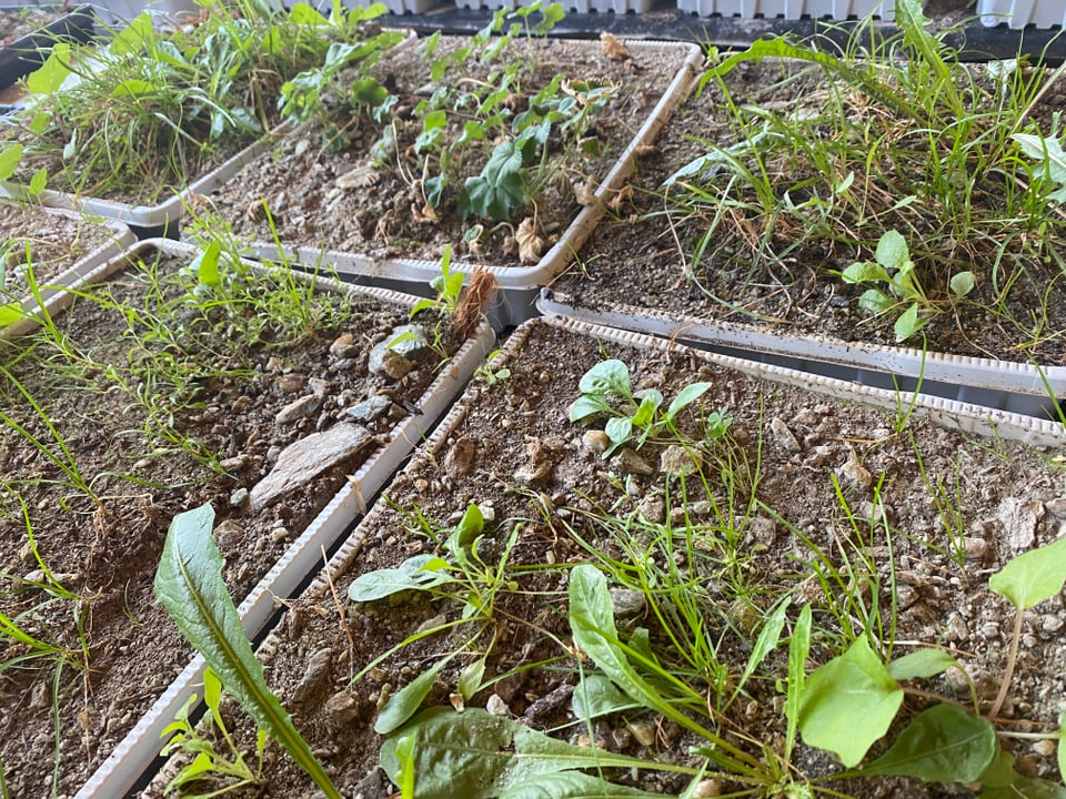 plantas ed ervas che vegnan conservadas en chaschas per suenter puspè implantar per lung da la mesapipa