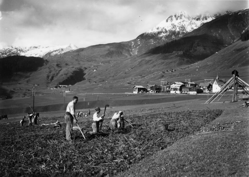 Lavurs da chavar tartuffels cun il fussé  (Breithacke) sin l'er a Camischolas l'onn 1935.