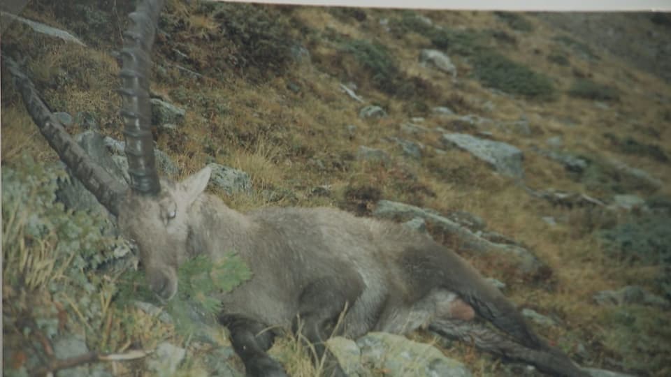Steinbock