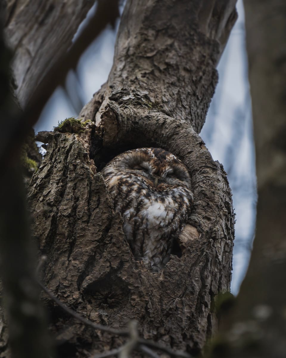 Die Stunde der Gartenvögel Vögel Birdwatching Vogelbeobachtung Vogel Ornithologie