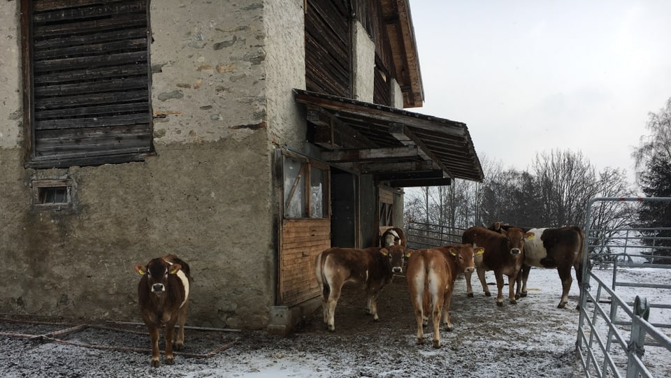 La stalla pitschna a Pignola 