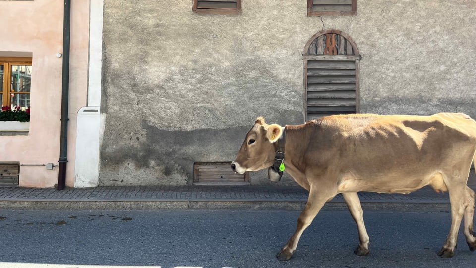Kuh lauft durchs Dorf Müstair 