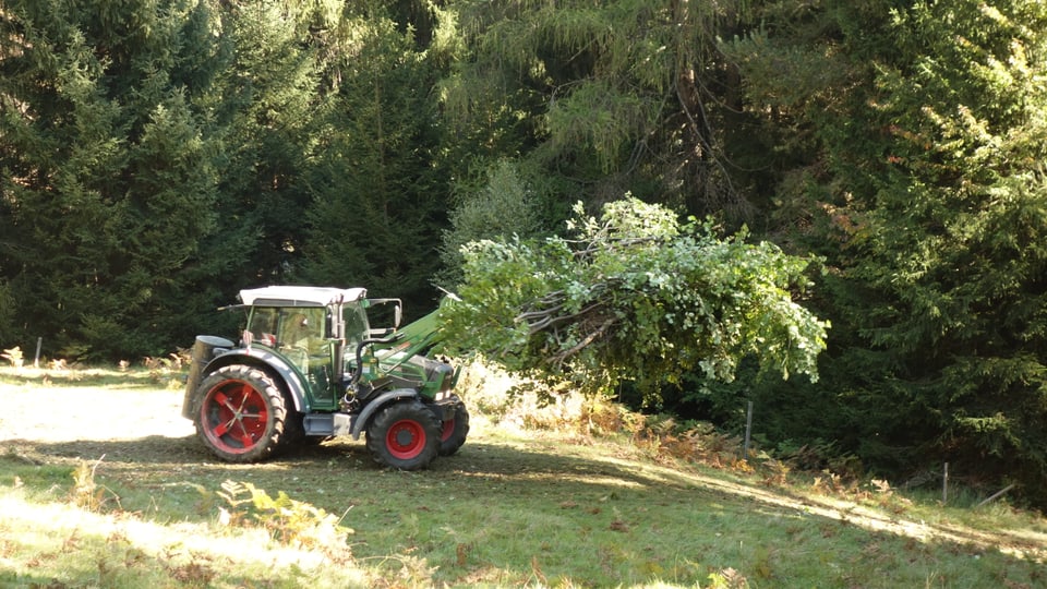Cun in tractor vegnan las plantas manadas davent.
