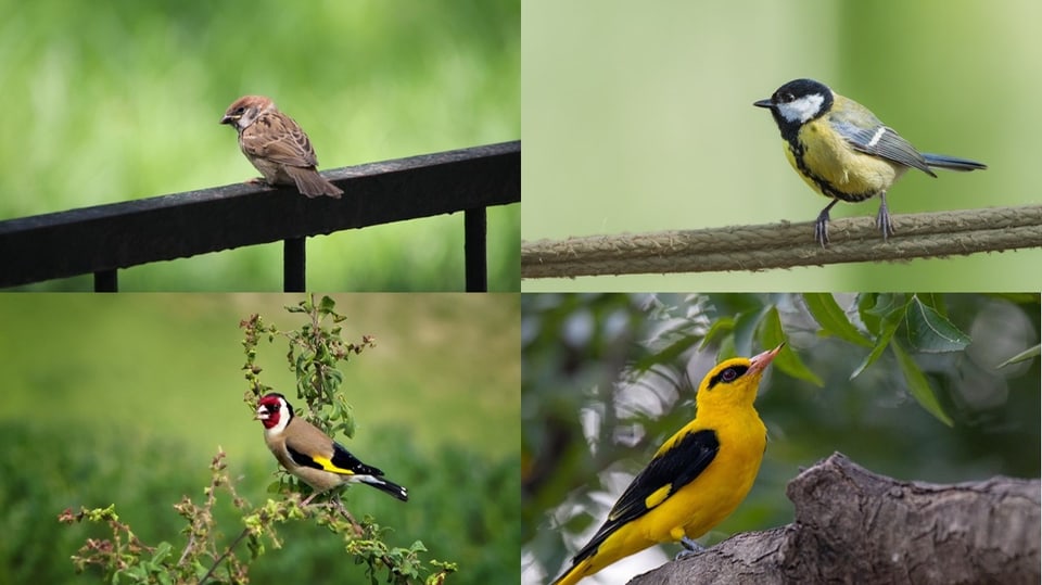 Die Stunde der Gartenvögel Vögel Birdwatching Vogelbeobachtung Vogel Ornithologie