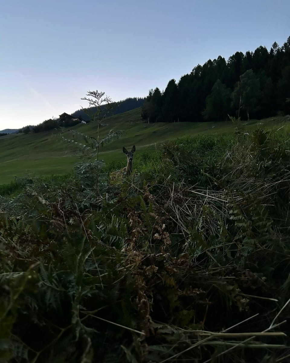Ein Reh blickt im Gebüsch in die Kamera, im Hintergrund Waldlandschaft beim eindunkeln.