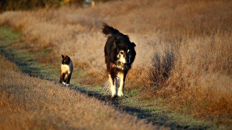 Hund und Katze auf einem Spaziergang.