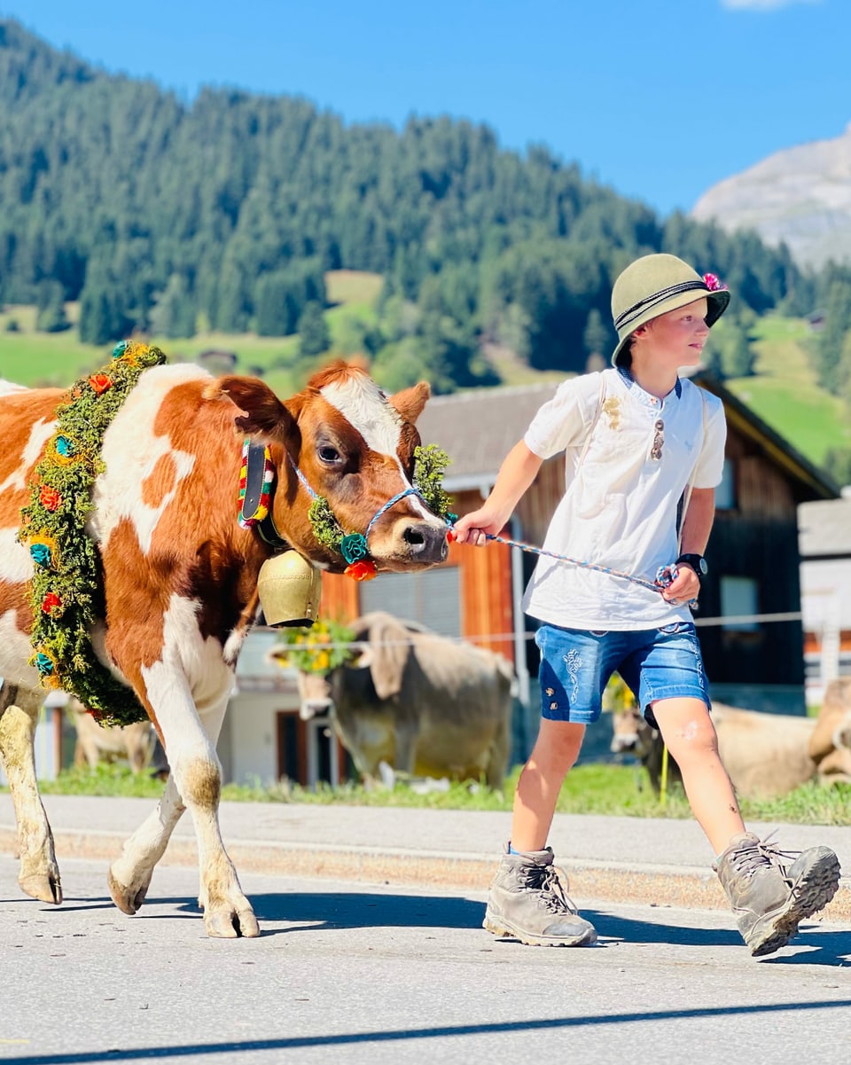 Junge und Kalb am Alpabzug in Brigels 