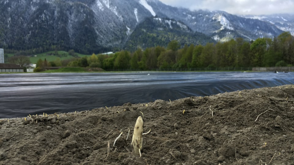 Il maletg mussa in piz dad ina spargia che guarda ord la terra.
