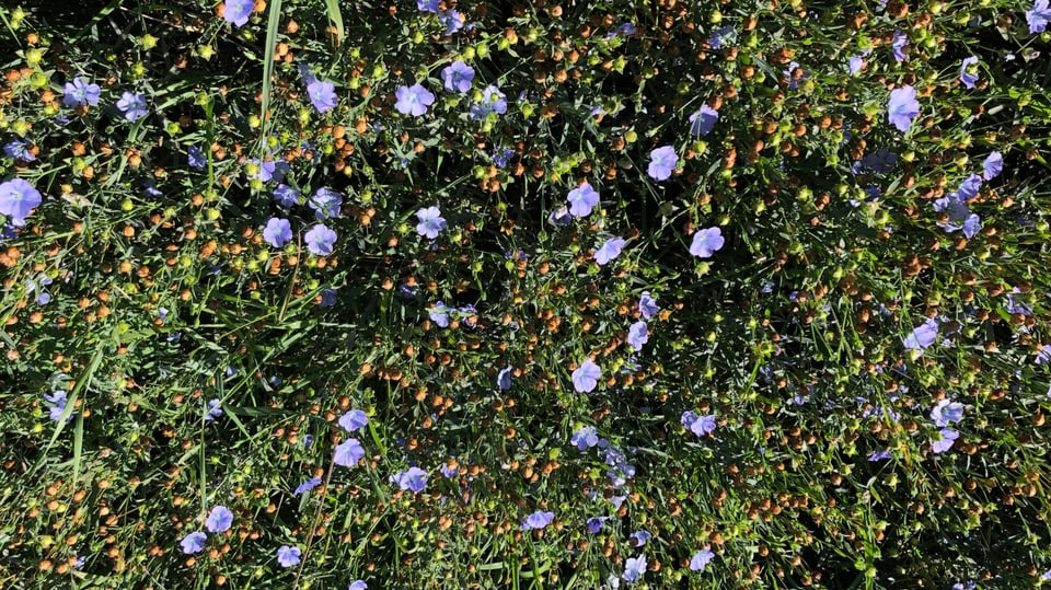 In er da sem da glin cun millis flurs blauas. Bild