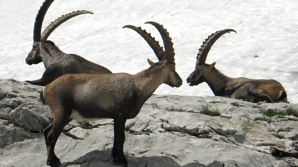 capricorns en la grippa 