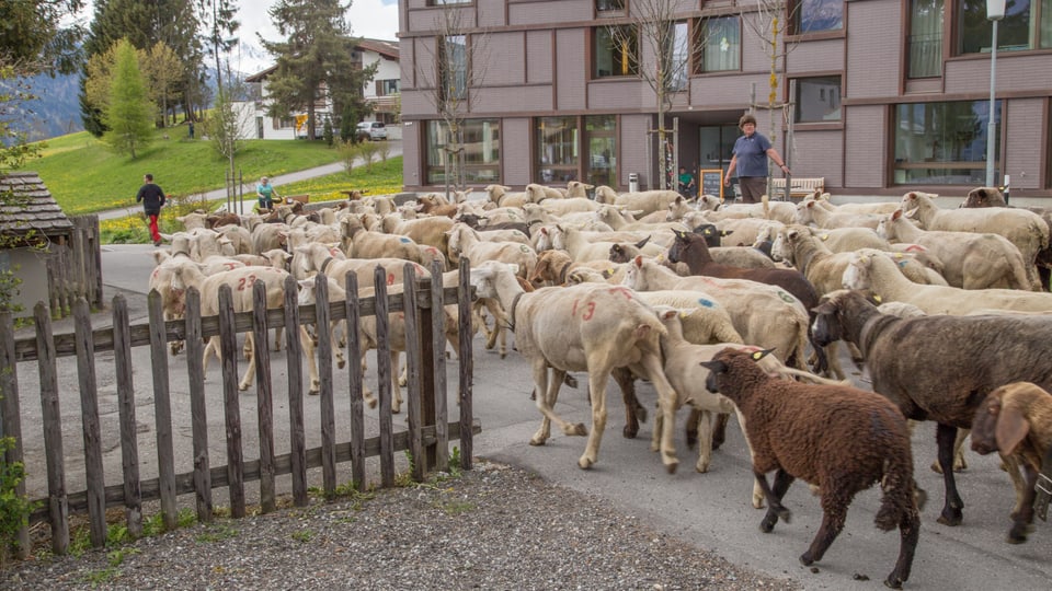 La muntanera da 400 nursas sin viadi  atras la vischnanca da Vella.