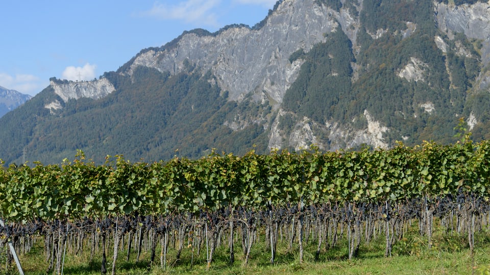 Vigna en il Grischun.