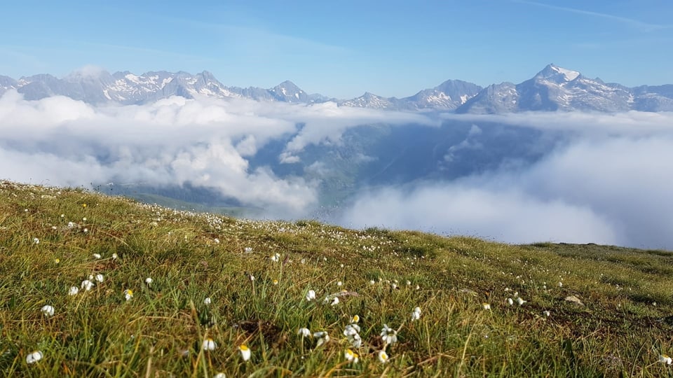 panorama da culms