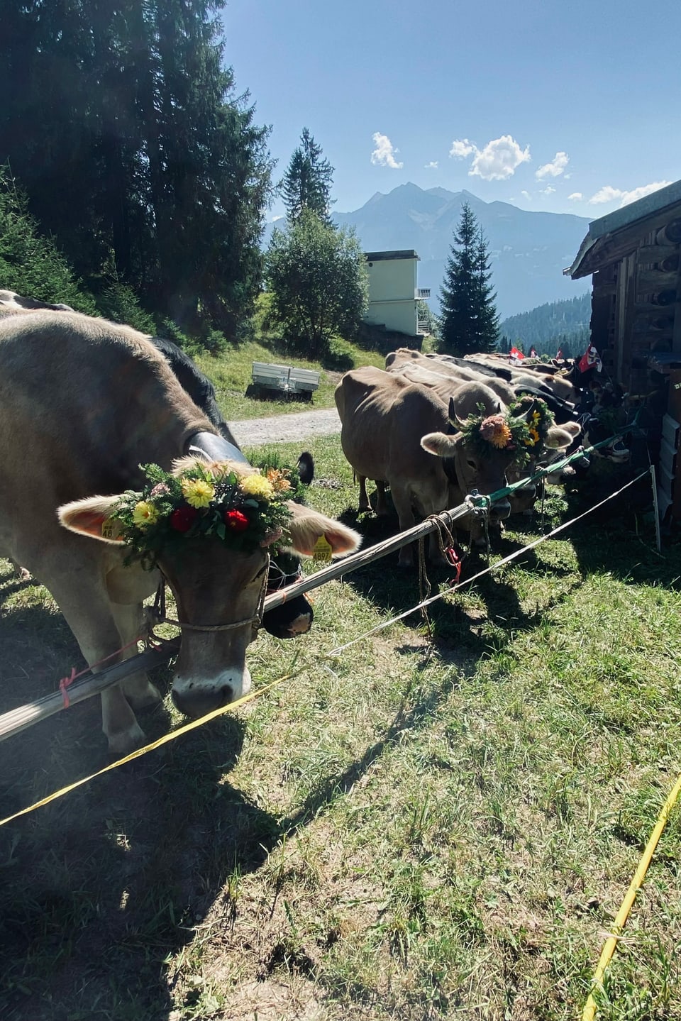 Kühe im Alpabzug in Sagogn