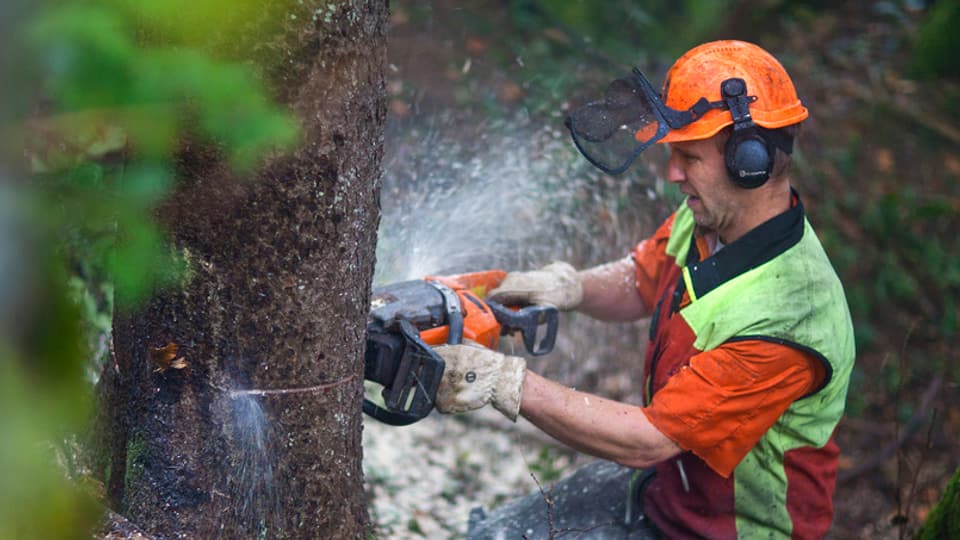 selvicultur vid  derscher ina planta