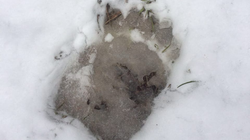 Fastizs d'urs tranter Susch e Zernez en la Val Giaraingia