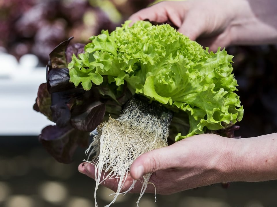 plantina da salata