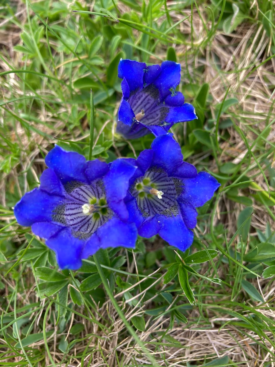 Ina bellezza spassegiada en il Tirol dal Sid