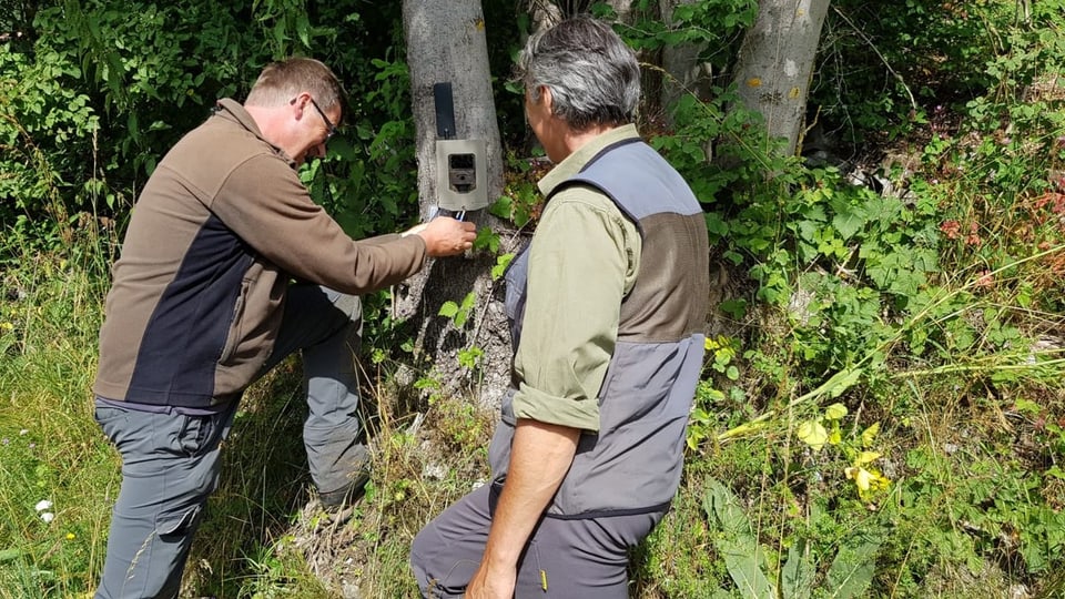 Survegliaders da chatscha monteschan ina camera.