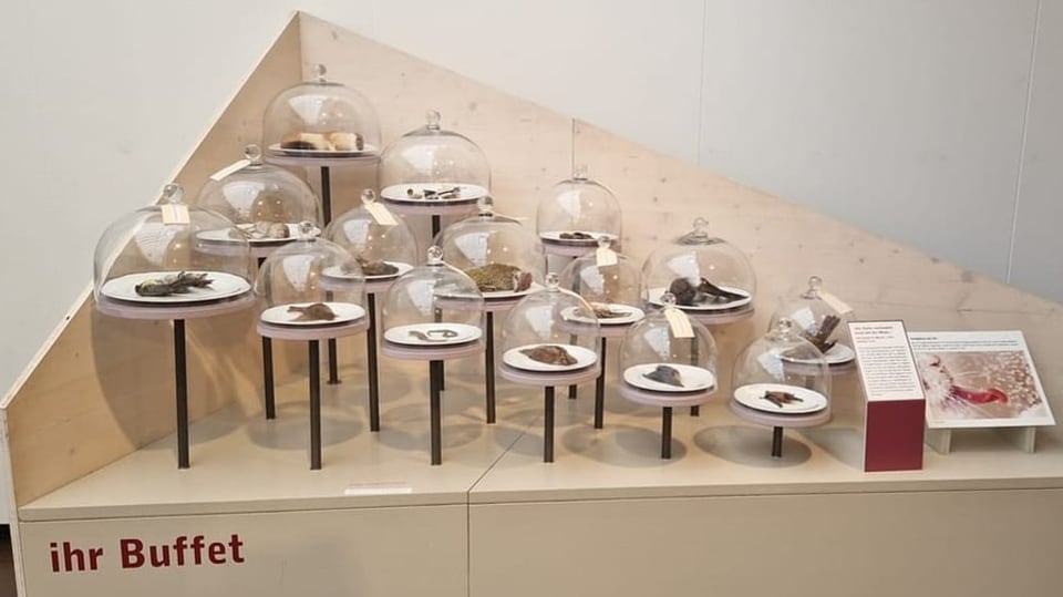 Ein Museumsexponat