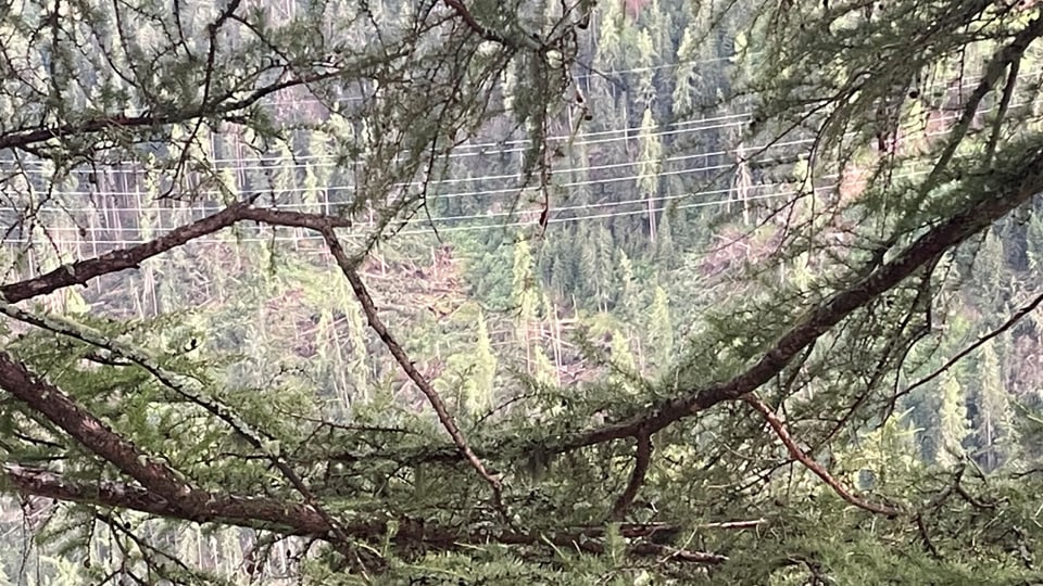 Umgestürzte Bäume bei Ardez infolge Unwetter