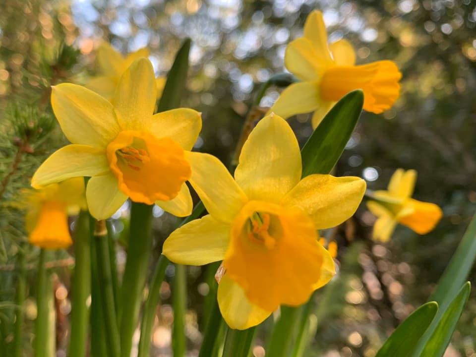 narcissas melnas