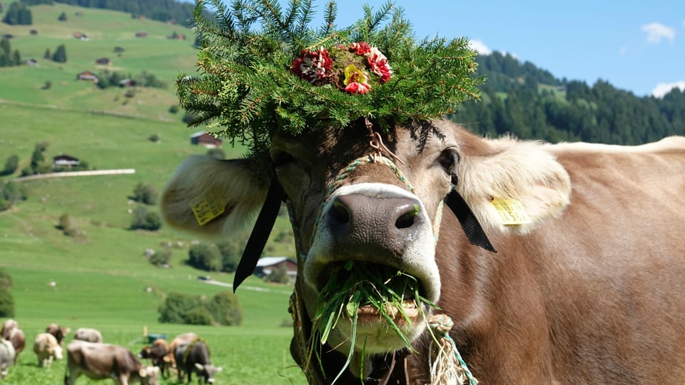 Kuh die frisst beim Alpabzug in Brigels 