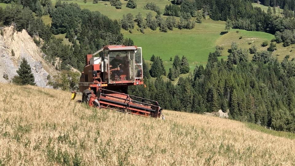 La maschina da scuder sin l'er da graun sur Parsonz. Andreas Stgier fährt die Dreschmaschine über den Feld.