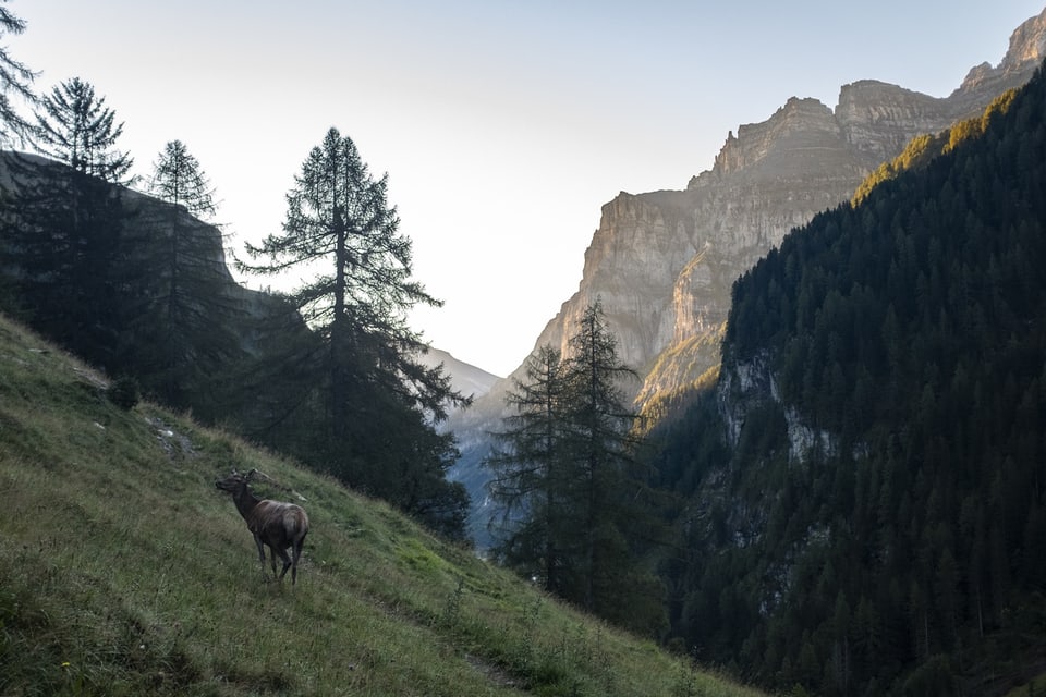 Hirsch in einer Berglandschaft