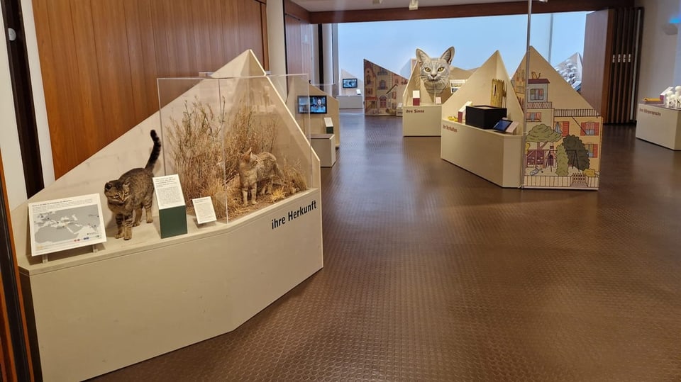 Eine Museumsausstellung mit mehreren Exponaten.