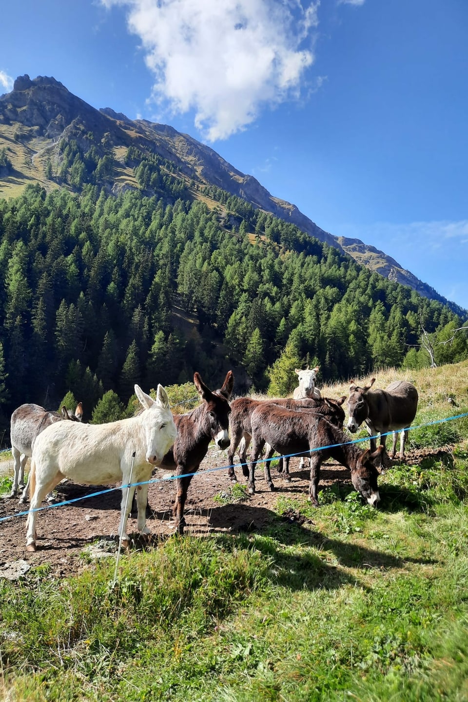 Esel auf der Alp Griosch 